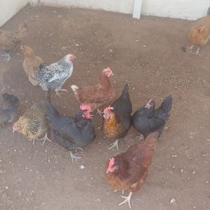 Meet your Posher, Mariann